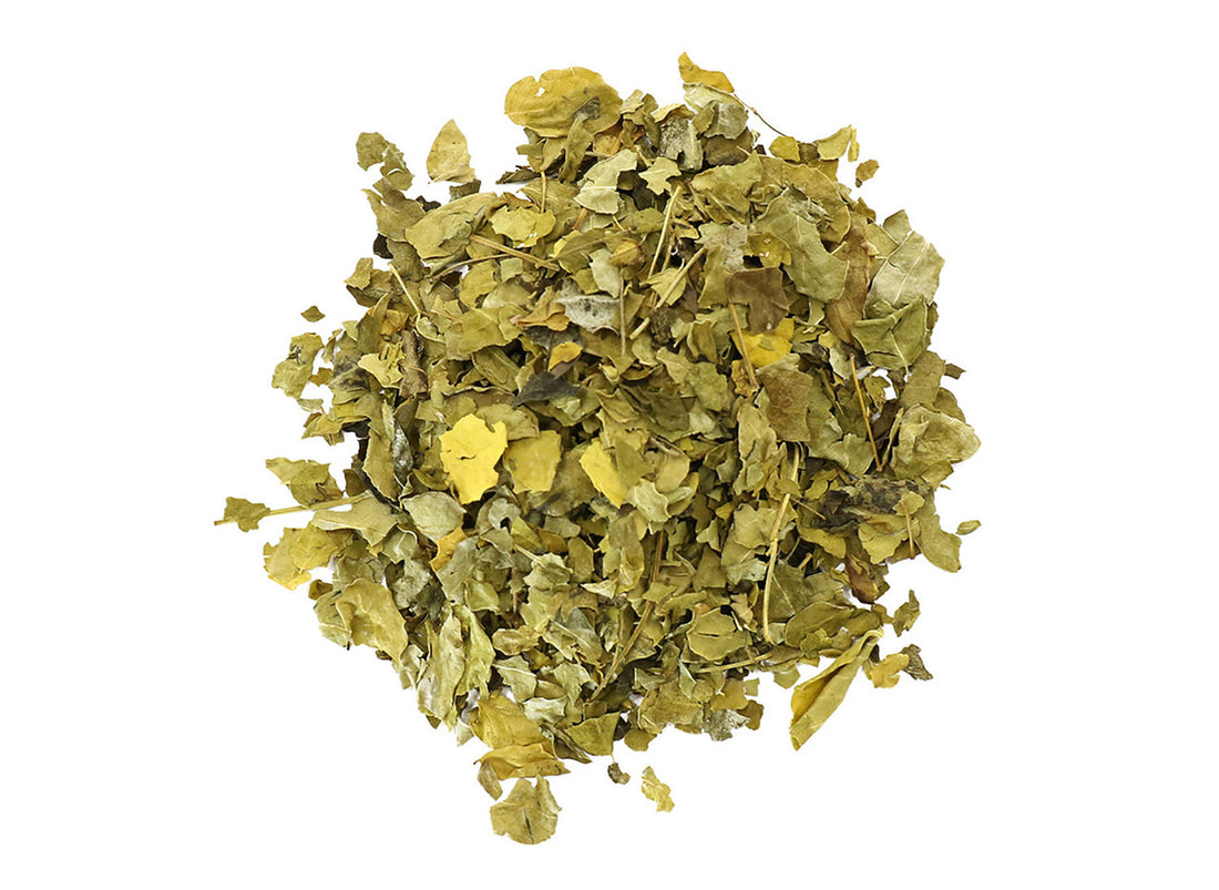 Organic Moringa (Moringa oleifera)